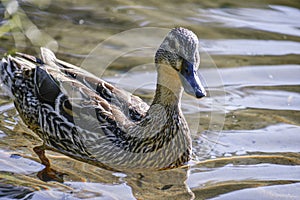 Duck swimming in the water close-up.