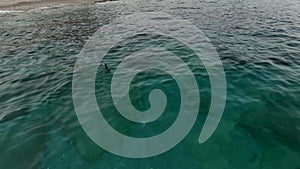 Duck swimming in the waves of the Mediterranean Sea during the bird migration season. enduring cold stormy weather