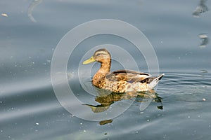 A duck swims across some pond ripples