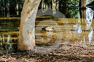 A duck swims at Athalassa Pond in Cyprus against beautiful reflections of tree barks in the background