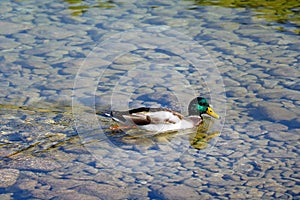 The duck swims in cold mountain water on a clear day