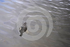 A duck swims in dirty water. Environmental pollution.