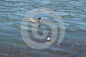 Duck swims in dirty water and garbage, lake pollution, environmental problems
