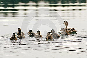 Duck swims on the lake with ducklings in a row
