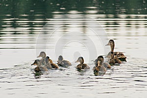 Duck swims on the lake with ducklings in a row