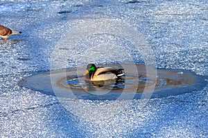 A duck swims in the lake among the frozen ice in winter