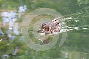 Duck swims by the lake or river in the park . Nature wildlife mallard duck on a green grass. Close up duck