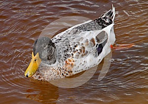 Duck swims in murky brown water