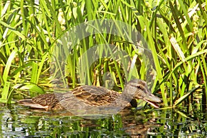 Duck swims next to sedge. The female ducks quacking in the pond
