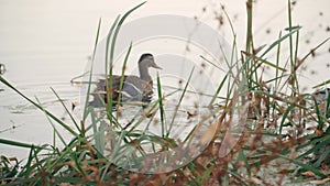 A duck swims in a polluted pond