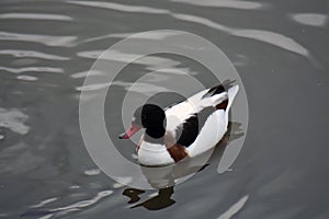 A duck swims on a pond.