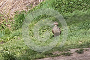 The duck swims on the pond