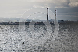 A duck swims on a pond in the background of the manufacturing.