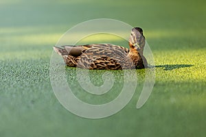 Duck swims in a pond covered with duckweed. Duck in overgrown pond.