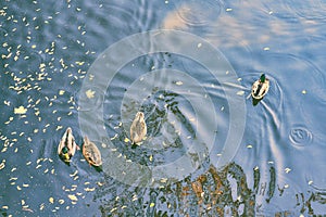 A duck swims in a pond among the leaves