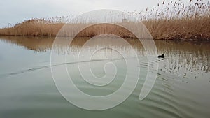 duck swims in the pond. narrow river and reeds in cloudy weather.