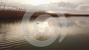 duck swims in the pond. narrow river and reeds in cloudy weather.