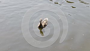 Duck swims in a pond, quacks on a sunny day