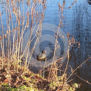 Duck swims in the pond, sunlit