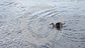 Duck swims in the river