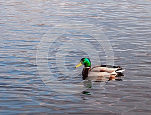 A duck swims in the river. Copy space.