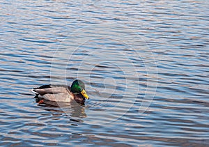 A duck swims in the river. Copy space.