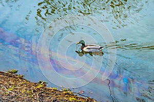 A duck swims on water with rainbow colored stains, polluted with oil or gasoline