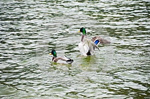 Duck swin over lake