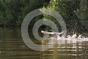 A duck takes off from the water