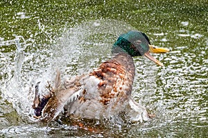 Duck taking a bath with a lot of splashing