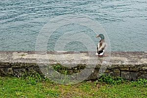 A Duck Taking Standing on the Stone Fence