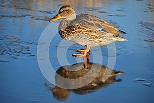 Duck on thin ice