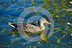 A duck in Thousand Oaks, CA