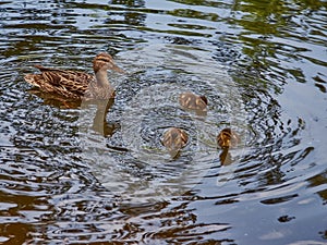 Duck with three ducklings swimming on the lake