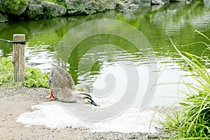 Duck is tired near the pond