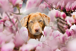 Duck toller dog with magnolia blossoms