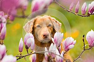 Duck toller dog with magnolia blossoms