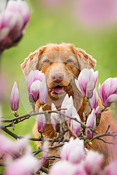 Duck toller dog with magnolia blossoms