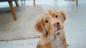 Duck toller puppy looking up