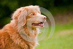 Duck tolling retriever photo