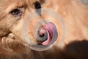 Duck Tolling Retriever Licking the Tip of His Nose