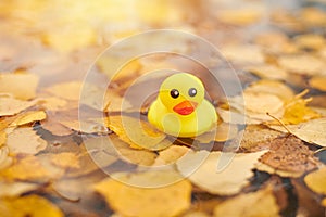 Duck toy in autumn puddle with leaves