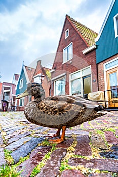 Duck and traditional houses in Holland
