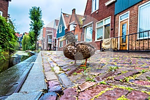 Duck and traditional houses in Holland