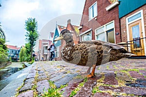 Duck and traditional houses in Holland