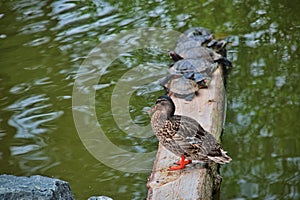 Duck and turtles on a tree trunk