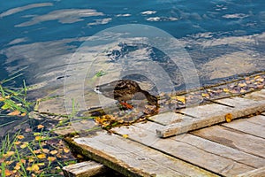 Duck on Una River, Bosnia