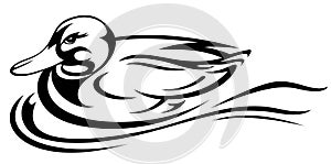 Duck vector photo