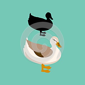 Duck vector illustration flat style black silhouette set