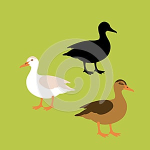 Duck vector illustration style Flat